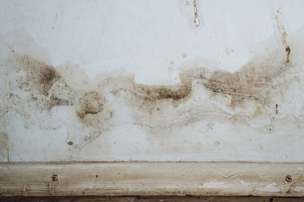 Mold Remediation for Rental Properties in Ossun, LA